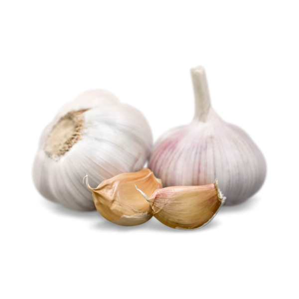 Export Garlic